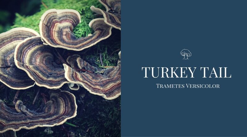 Turkey Tail Benefits
